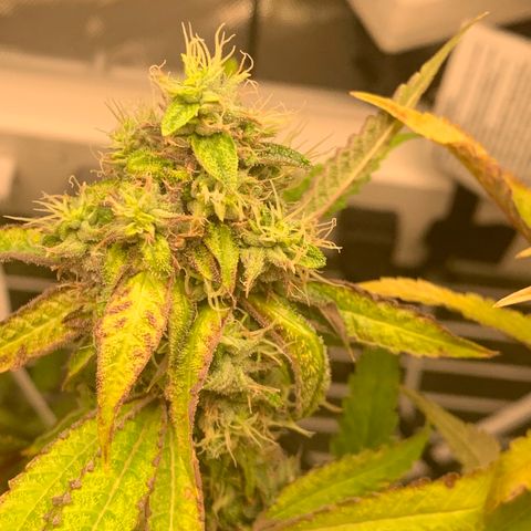 Runtz #1 growlog timeline photo