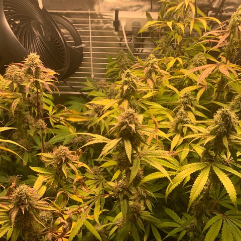 Runtz #1 growlog timeline photo