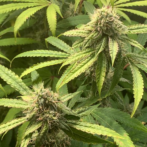 Runtz #1 growlog timeline photo