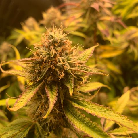 Runtz #1 growlog timeline photo