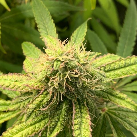 Runtz #1 growlog timeline photo