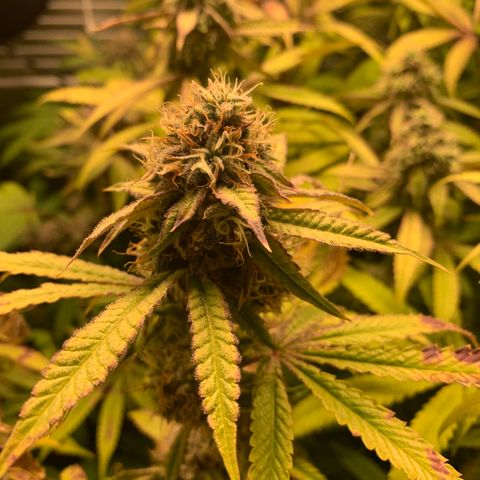 Runtz #1 growlog timeline photo