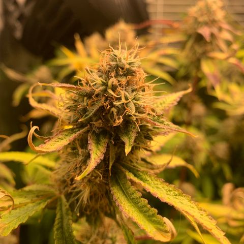 Runtz #1 growlog timeline photo