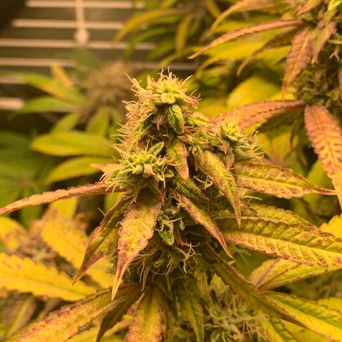 Runtz #1 growlog timeline photo