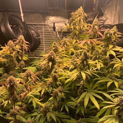 Runtz #1 growlog timeline photo