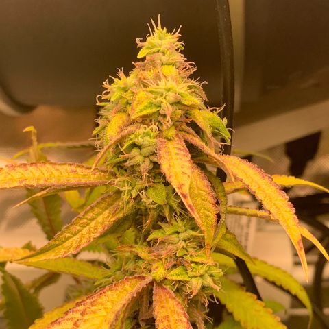 Runtz #1 growlog timeline photo