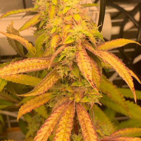Runtz #1 growlog timeline photo