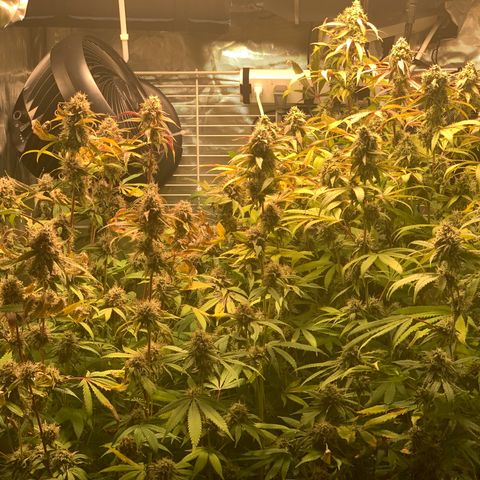 Runtz #1 growlog timeline photo