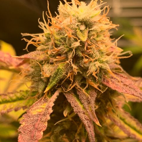 Runtz #1 growlog timeline photo