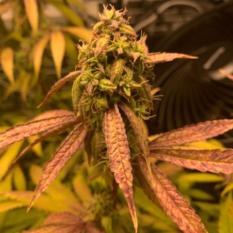 Runtz #1 growlog timeline photo