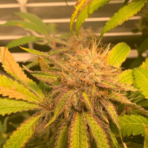 Runtz #1 growlog timeline photo
