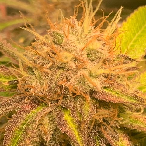 Runtz #1 growlog timeline photo