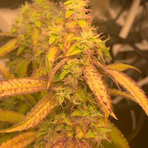 Runtz #1 growlog timeline photo