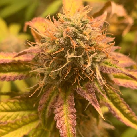 Runtz #1 growlog timeline photo