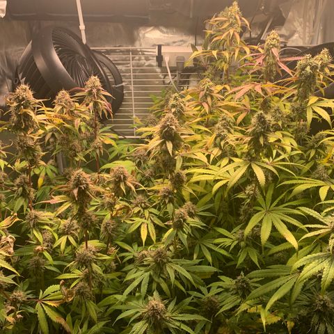Runtz #1 growlog timeline photo