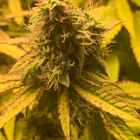 Runtz #1 growlog timeline photo