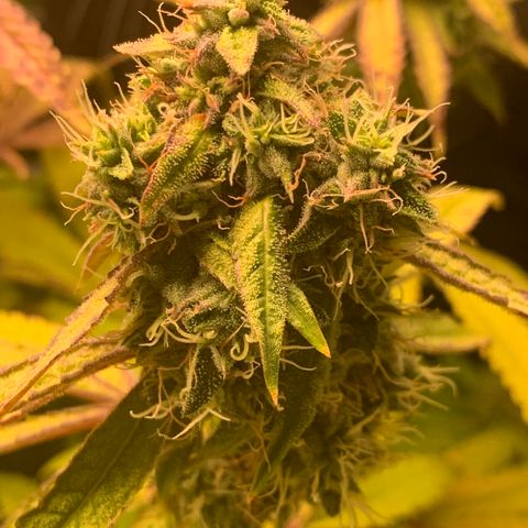 Runtz #1 growlog timeline photo