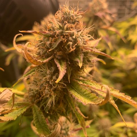 Runtz #1 growlog timeline photo