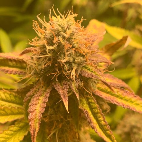 Runtz #1 growlog timeline photo