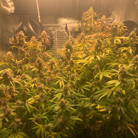 Runtz #1 growlog timeline photo