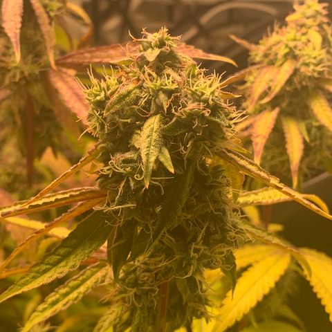 Runtz #1 growlog timeline photo