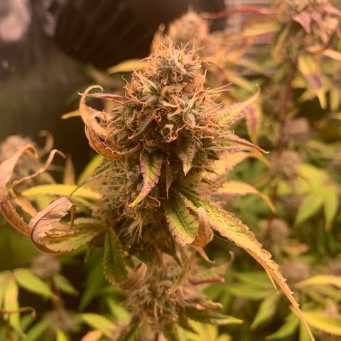 Runtz #1 growlog timeline photo