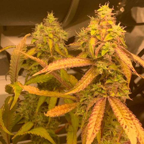 Runtz #1 growlog timeline photo