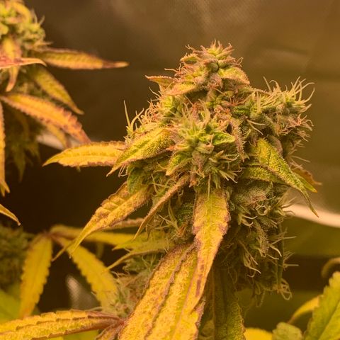 Runtz #1 growlog timeline photo