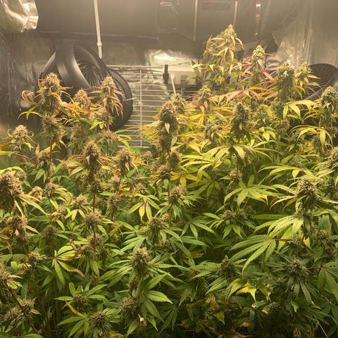 Runtz #1 growlog timeline photo