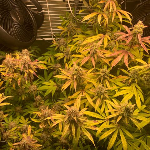 Runtz #1 growlog timeline photo