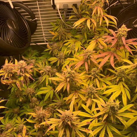Runtz #1 growlog timeline photo