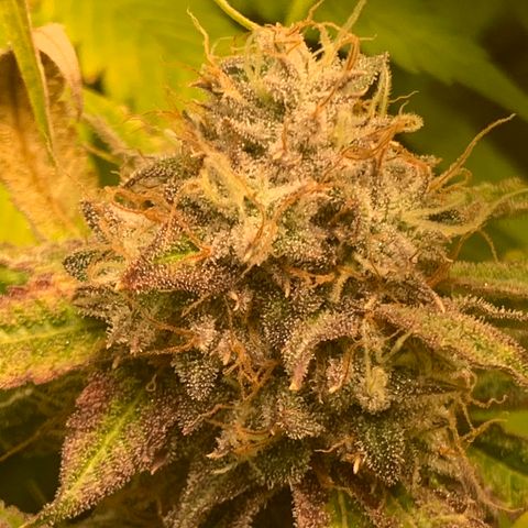 Runtz #1 growlog timeline photo