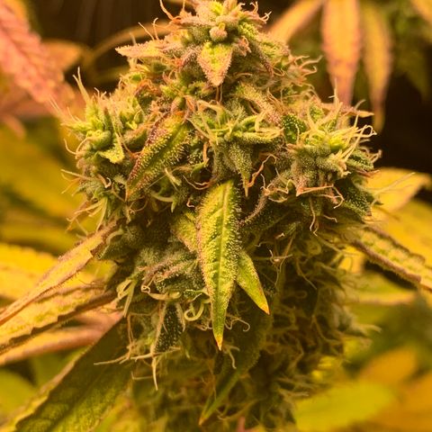 Runtz #1 growlog timeline photo