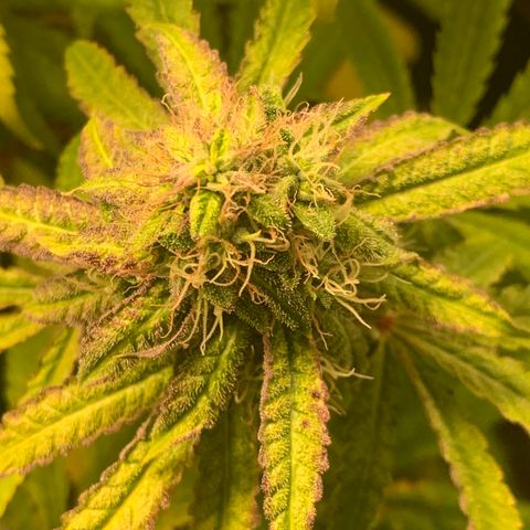 Runtz #1 growlog timeline photo