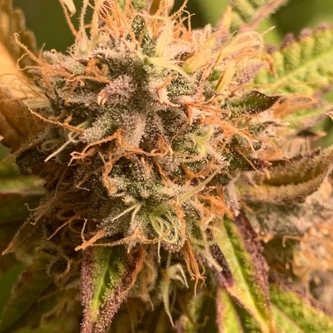 Runtz #1 growlog timeline photo
