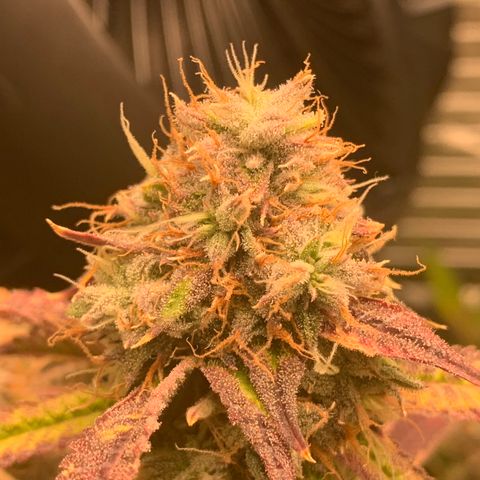 Runtz #1 growlog timeline photo