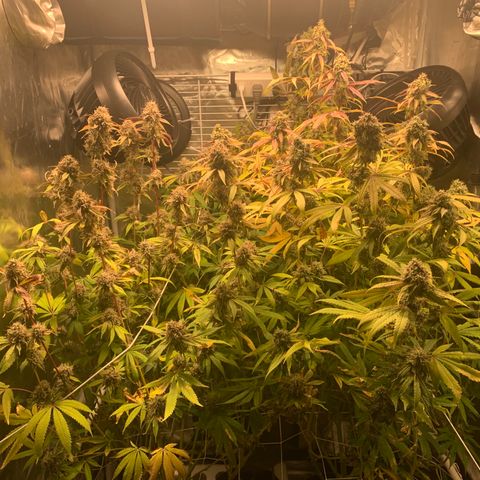 Runtz #1 growlog timeline photo