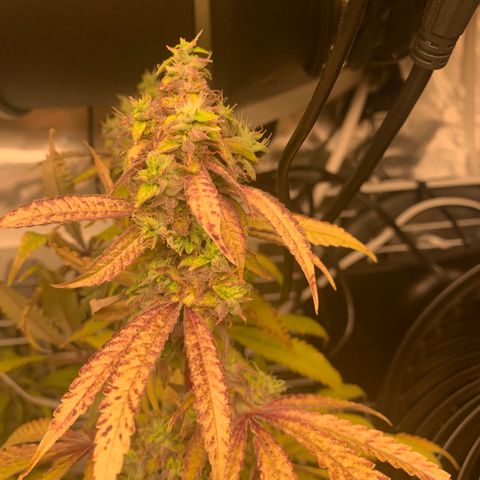 Runtz #1 growlog timeline photo