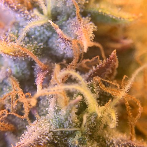 Runtz #1 growlog timeline photo