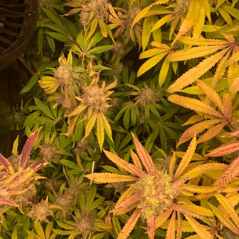 Runtz #1 growlog timeline photo