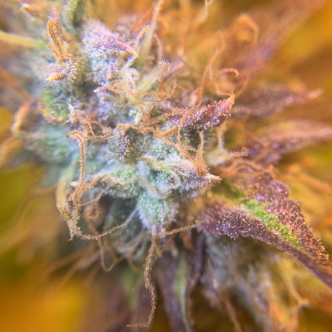 Runtz #1 growlog timeline photo