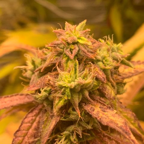 Runtz #1 growlog timeline photo