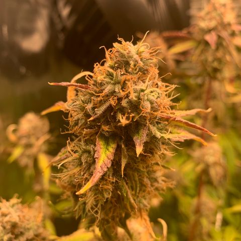 Runtz #1 growlog timeline photo