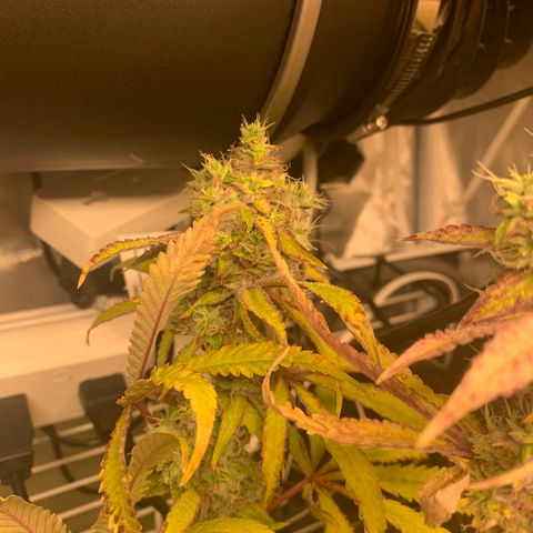 Runtz #1 growlog timeline photo