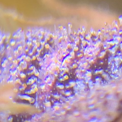 Runtz #1 growlog timeline photo