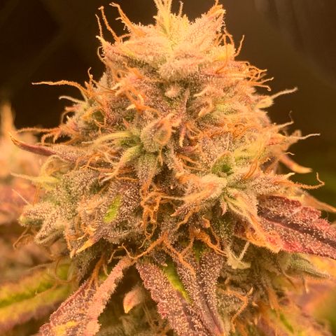 Runtz #1 growlog timeline photo