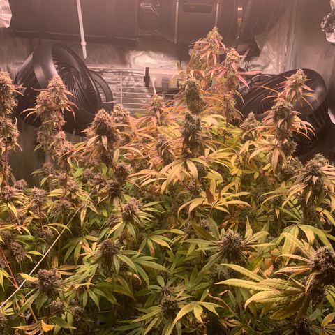 Runtz #1 growlog timeline photo
