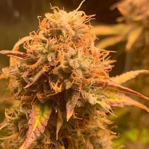 Runtz #1 growlog timeline photo