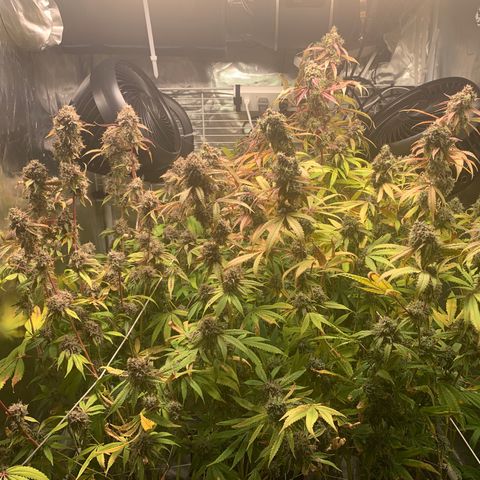 Runtz #1 growlog timeline photo