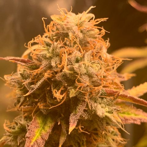 Runtz #1 growlog timeline photo